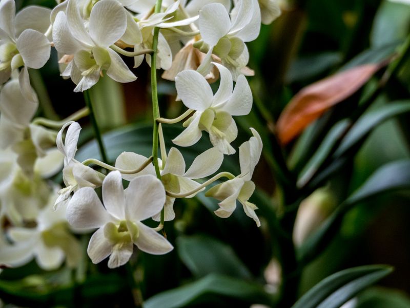 Composition orchidées blanches et bambou Interflora