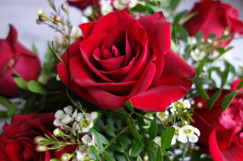 Bouquet de roses rouges romantiques Interflora
