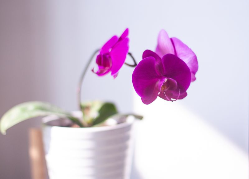 Orchidée en pot céramique blanc Interflora