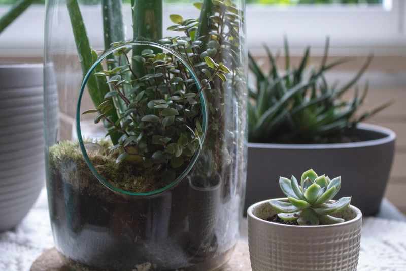 Terrarium succulentes Interflora cadeau original