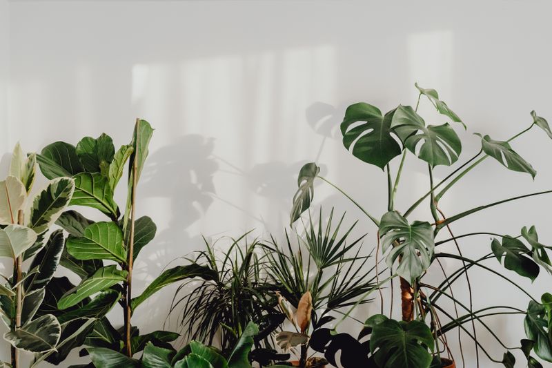 Ficus lyrata grand format Interflora