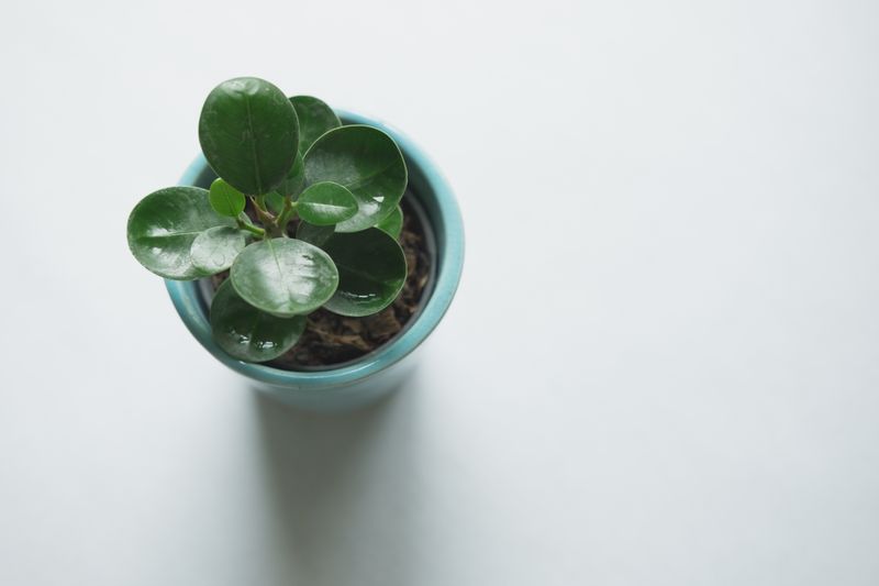 Plante verte en pot cadeau naturel